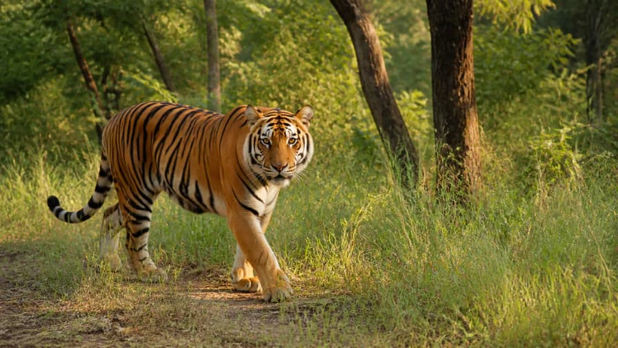 Tiger in Tall Grass jigsaw puzzle preview