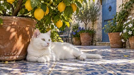 White Cat under a Lemon Tree jigsaw puzzle