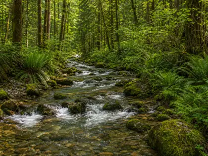 Forest Stream jigsaw puzzle