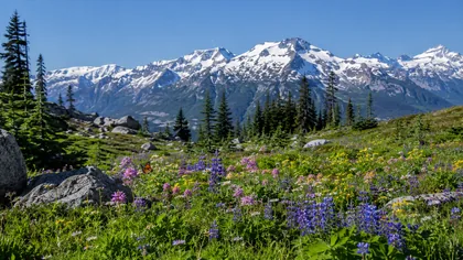 Alpine Meadow jigsaw puzzle