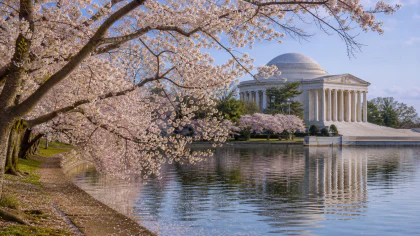 Cherry Blossoms in Washington jigsaw puzzle