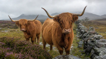 Highland Cows in the Rain jigsaw puzzle