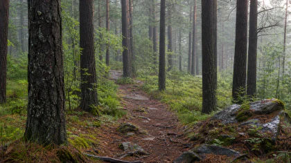 Misty Pine Forest jigsaw puzzle