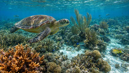 Sea Turtle over a Coral Reef jigsaw puzzle