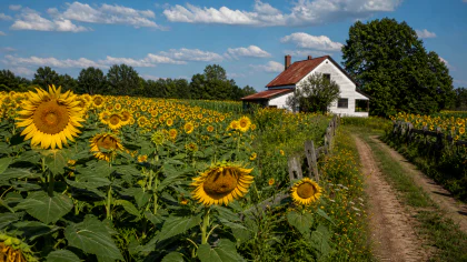 Sunflower Farm jigsaw puzzle