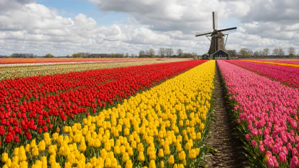 Tulip Fields in Spring jigsaw puzzle