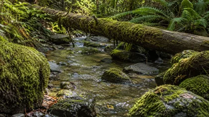 Woodland Stream jigsaw puzzle
